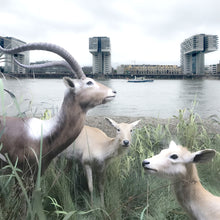 Lade das Bild in den Galerie-Viewer, Königlicher Besuch aus Bonn