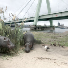 Lade das Bild in den Galerie-Viewer, Königlicher Besuch aus Bonn
