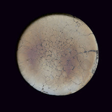 Lade das Bild in den Galerie-Viewer, Teele